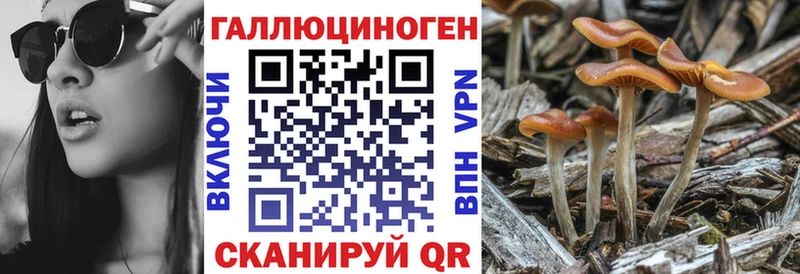 наркошоп  Байкальск  Псилоцибиновые грибы Psilocybine cubensis 